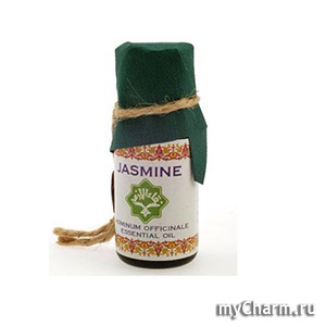 Zeitun /   Jasmine  Jasminum officinale