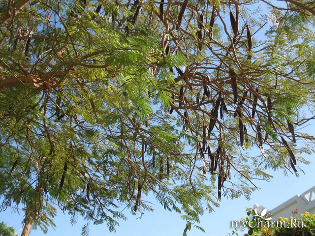 ��������� �������