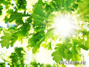  -  , , Belcam  Palmer's!!!