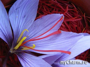 , crocus sativus (), saffron (), kesa, khesa, kesam, zafran ()