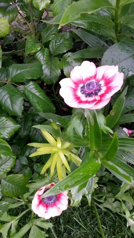 Цветы моего сада