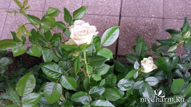 Цветы моего сада