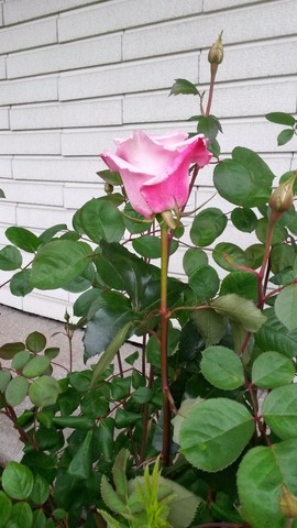 Цветы моего сада