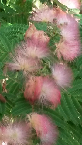 вот такая красота