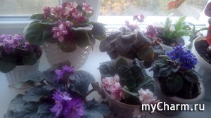 ��� ��������