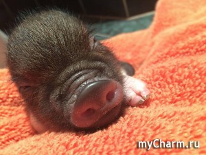 ����� ��������� ����� � ��������� ������� � ����� � ��������� ����������