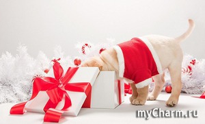 ���������, ���������!