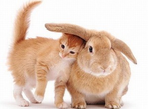 ���������� ���������� - ����� ��� �����)))