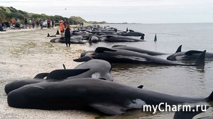 Более 400 китов выбросились на берег в Новой Зеландии