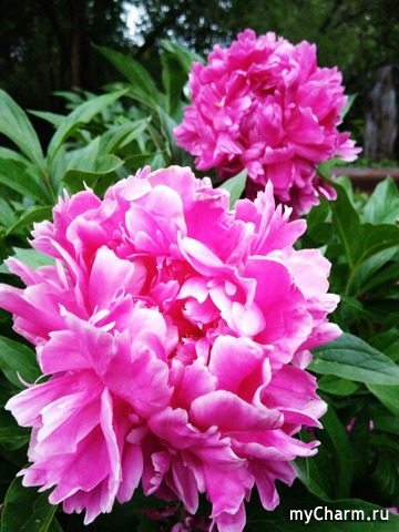 ����� ������.