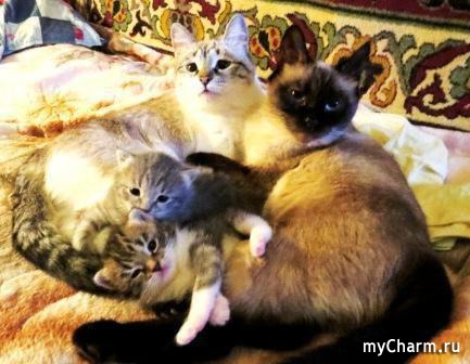 тут, мамка опять котят откуда то притаШШила...понянчусь неВного"...