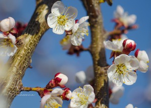 Немного сада