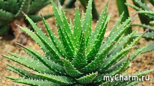 Уход за телом с линией Herbal Aloe от Herbalife