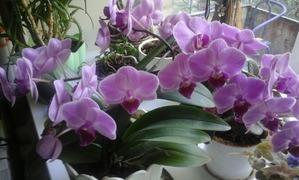 S Marso   8 .    3  1.   2 .