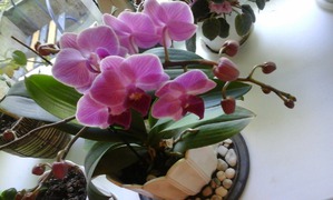 S Marso   8 .    3  1.   3 .