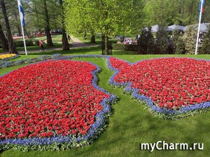 Какие фото выбрать для темы фоточарма "Клумбы"?