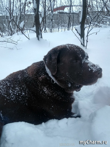 Мой лабрадор