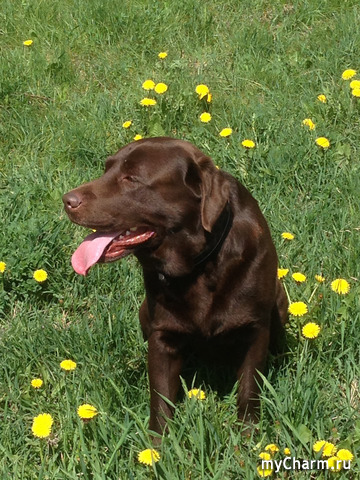 Мой лабрадор