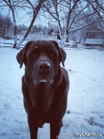 Мой лабрадор