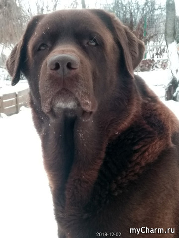 Мой лабрадор
