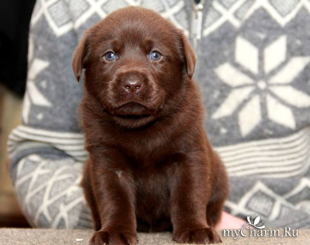 Мой лабрадор