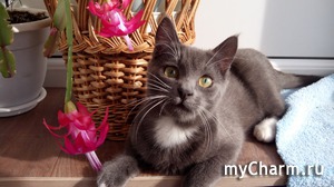 �������� ���������