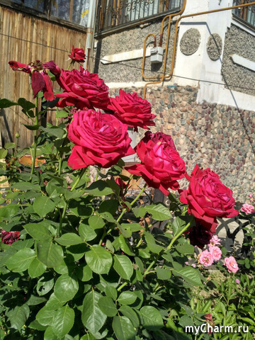 ����� ������.