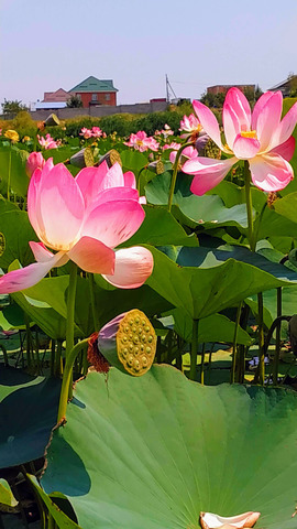 Цветы Алматы.