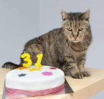 Самый старый кот в мире отпраздновал свой тридцать первый день рождения