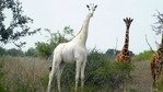 Единственный в мире белый жираф обзавелся электронной меткой