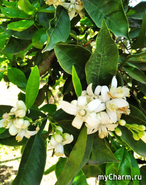 ������������ ������ : ��� �������. Alouisa. ��������.