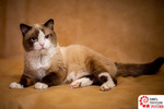 Тюменский кот-долгожитель попал в Книгу рекордов России