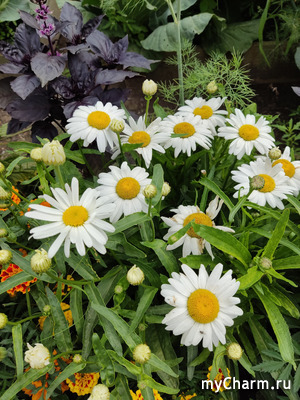 �������� ����