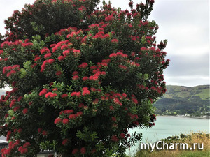 Мои любимые деревья в Новой Зеландии и вокруг света. Серия 1.