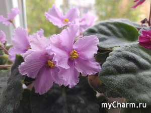 ������ �� ������