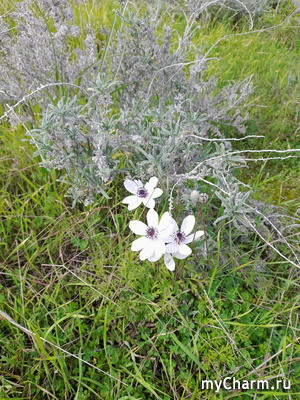 Февраль... весна!