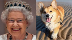 Елизавета II анонсировала выпуск парфюма для собак с запахом «прогулок по побережью»