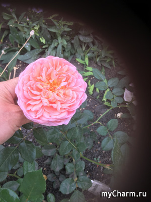 ������ ������� 2023 �. ����� ������. �����