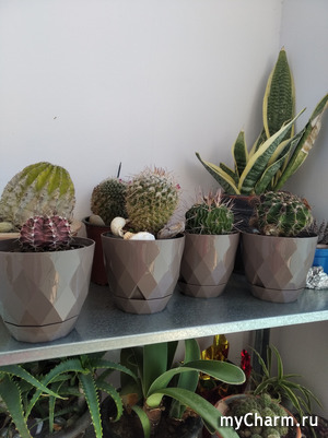 ������ ������� �� �������.