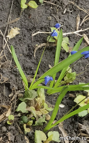  . Dylsineika.     ...