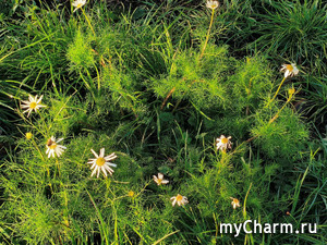 �������� �� �������