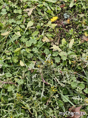 ���� �������