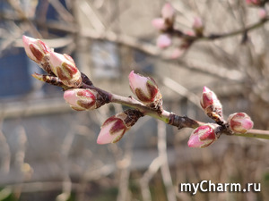 ������ �������